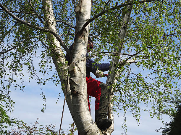 Best Tree Mulching  in Frenchtown, NJ